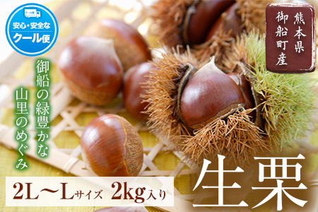 【先行予約】生栗 先行予約  約2kg(2L-Lサイズ) 《2026年9月上旬-9月下旬頃出荷》