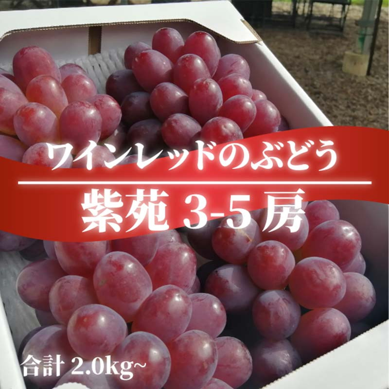 
            ＜きよとうファーム＞紫苑(しえん) 上級品3-5房入/計2kg～(岡山県産)【1549076】
          