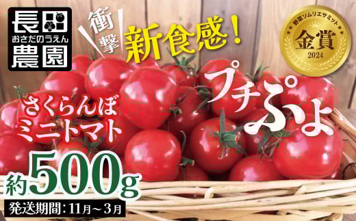 【2026年度予約分】【お試し】衝撃の一粒!!奇跡のさくらんぼミニトマト(プチぷよ) 約500g 野菜ソムリエサミット 金賞 受賞 長田農園  産地直送 トマト とまと 野菜 やさい フルーツ サラダ 濃厚 甘い ご褒美 プレゼント 美容 健康 リピート多数 人気 高評価 数量限定 碧南市 H004-119