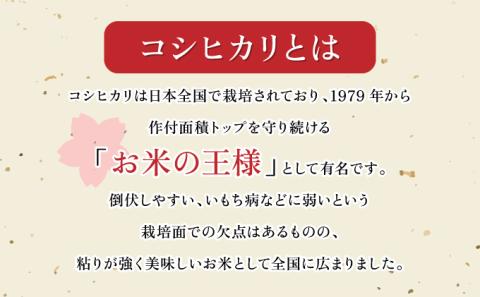 【5ヶ月定期便】ミネラル栽培コシヒカリ滝桜米5kg　【07521-0077】