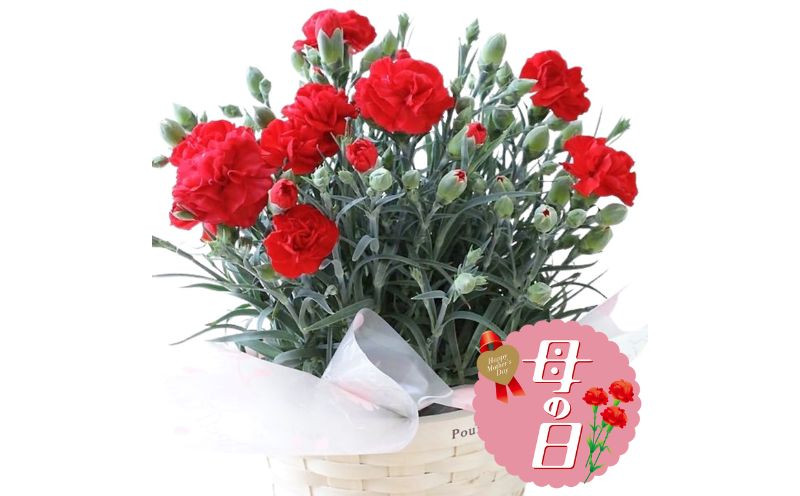 
            【先行予約】 母の日に！ カーネーション 鉢植え レッド 赤系 ボリューム 花 ガーデニング ギフト 贈り物 お祝い 植物 季節 生花 フラワー ギフト 母の日 2026年5月から順次発送 オンライン決済限定 静岡県 藤枝市
          