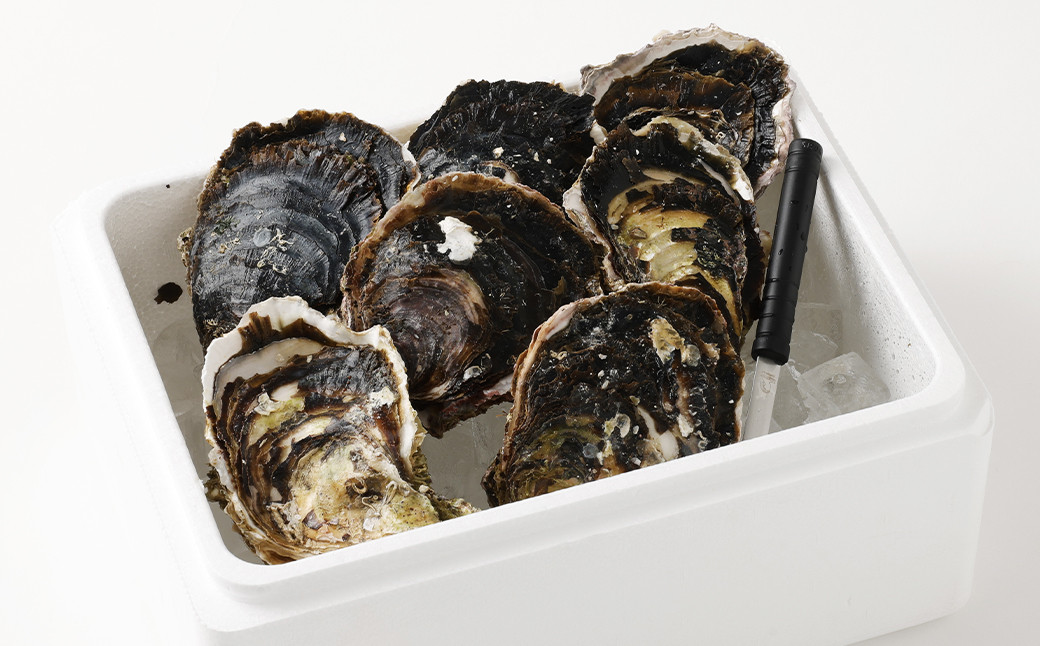 【指定日時必須】戸石町産 岩牡蠣 計約2kg（生食用／カキナイフ付き）