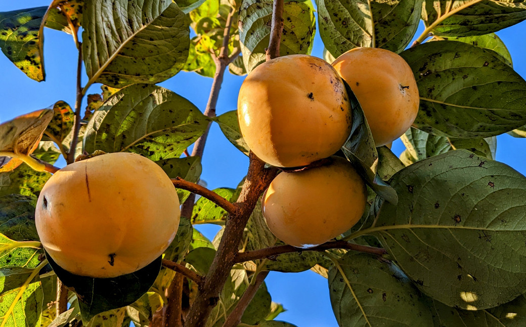 太秋柿 約3kg（8～16玉）柿 カキ 果物【2025年10月上旬～11月上旬発送予定】
