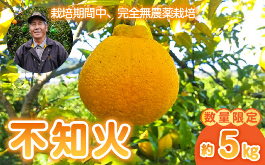 73-12　【先行予約】 中嶋果樹園　栽培期間中無農薬!!   MOA自然農法　完熟袋掛け不知火(しらぬい)　約5kg