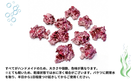 フラグプラグロック | 水槽 新潟県 出雲崎町