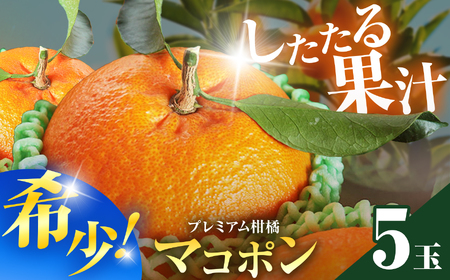 【先行予約】紅モンスター マコポン5玉 | フルーツ 果物 くだもの 果実 柑橘 柑橘類 まこぽん マコポン オレンジ ゼリーオレンジ 不知火 国産 中津市産 産地直送 大分県 中津市
