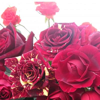 ふるさと納税 杵築市 『天使のバラ』薔薇だけの自立型花束(赤系) |  | 03