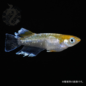 メダカ「レッドクリフ・ダークタイプ」2ペア