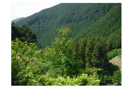 匂辛夷 エッセンシャルオイル3点セット 〈丹波市産〉〈数量限定〉 アロマ 精油