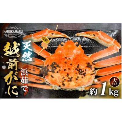 ふるさと納税 美浜町 【2026年11月発送】地物!はるか丸が厳選した越前がに【大1kgサイズ】1杯!カニスプーン付き