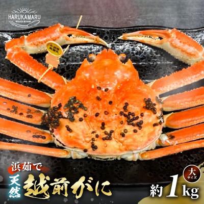 ふるさと納税 美浜町 【年末発送】《越前がに》大サイズ 約1kg