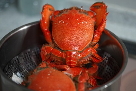 【6回 定期便 活冷凍 アサヒガニ 約２㎏ 】 アサヒガニ あさひがに 朝日蟹 蟹 かに カニ 活冷凍 活き 生 姿 冷凍 セット 詰め合わせ パスタ 味噌汁 焼ガニ 魚介類 海鮮 海の幸 産地直送 