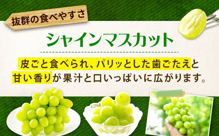 ぶどう食べ比べセット（ニューベリーA・シャインマスカット）