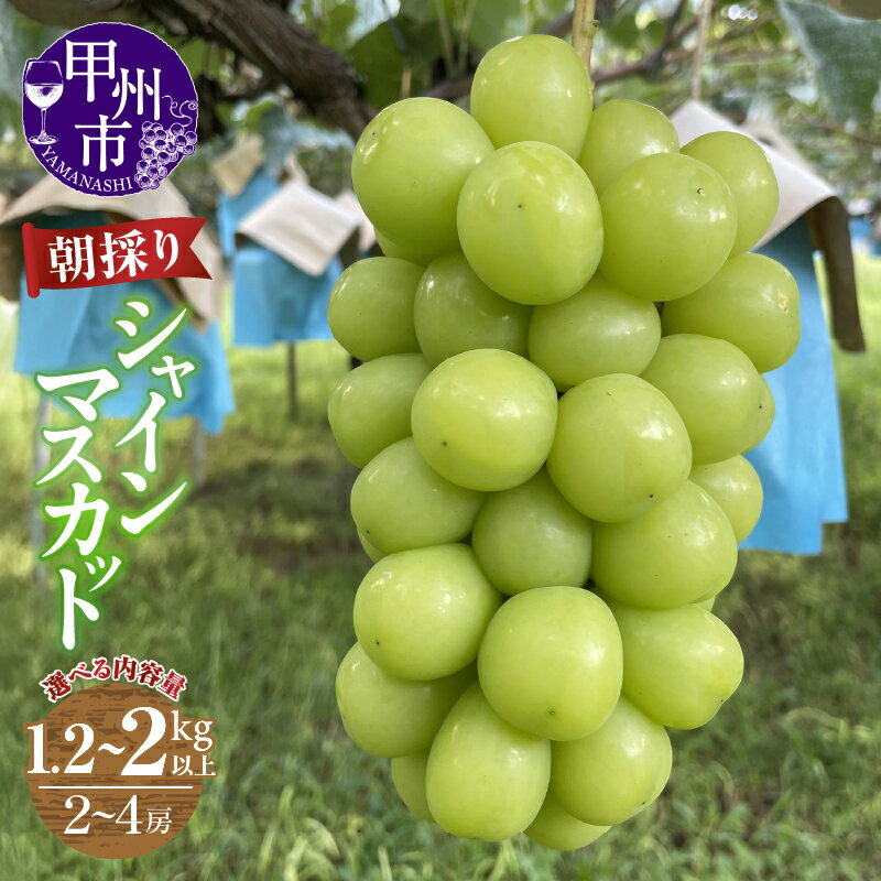 【ふるさと納税】 シャインマスカット 2026年 先行予約 クール便 選べる 内容量 2房〜4房 1.2kg以上 2kg以上 冷蔵 果物 山梨 甲州市産 期間限定 9月 10月 発送 朝採り 人気 厳選 フルーツ ぶどう 葡萄 果実 くだもの マスカット 社員マスカット 農家直送 (ABE)