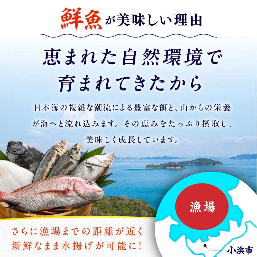 【加福鮮魚】「若狭小浜湾産地直送」旬の天然鮮魚お任せセット！ 計2kg以上 地魚 下処理済み 刺身 煮魚 小浜市 / 加福鮮魚【配送不可地域：北海道、北東北（秋田、青森、岩手）、九州、沖縄、離島】  