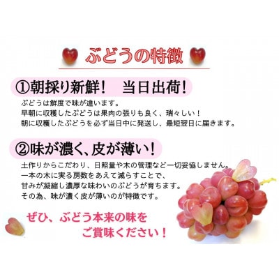 【2025年先行受付】お試し　朝採り新鮮!人気ぶどう瀬戸ジャイアンツ1房　500g以上【配送不可地域：離島】