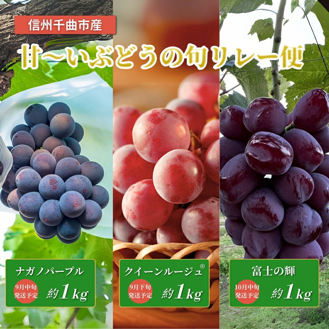 【ふるさと納税】【2026年先行予約】皮ごと食べられる 信州育ち甘~いぶどうの旬リレー便（ナガノパープル、クイーンルージュ®、富士の輝）｜果物 フルーツ 黒ぶどう 赤ぶどう 葡萄 ブドウ 種無し 種なし 皮ごと 千曲市 長野県