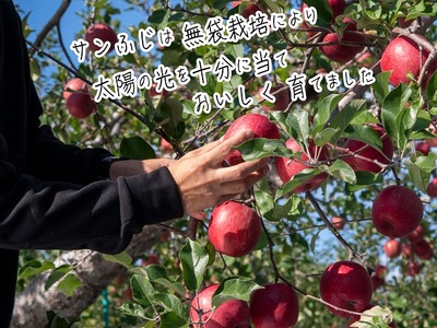 【先行予約】《特選》青森県産 りんご サンふじ 王林 約5kg りんご【11月～発送】