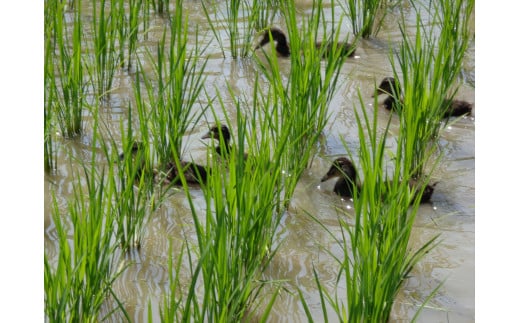 アイガモ農法で栽培した 無農薬 有機栽培米５kg お米 精米 こしひかり 兵庫県 多可町 ひのきもとさん