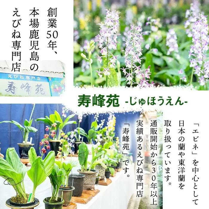 【個数限定】えびね蘭 3本 Aコース 開花済 鉢入り【00-045-07】