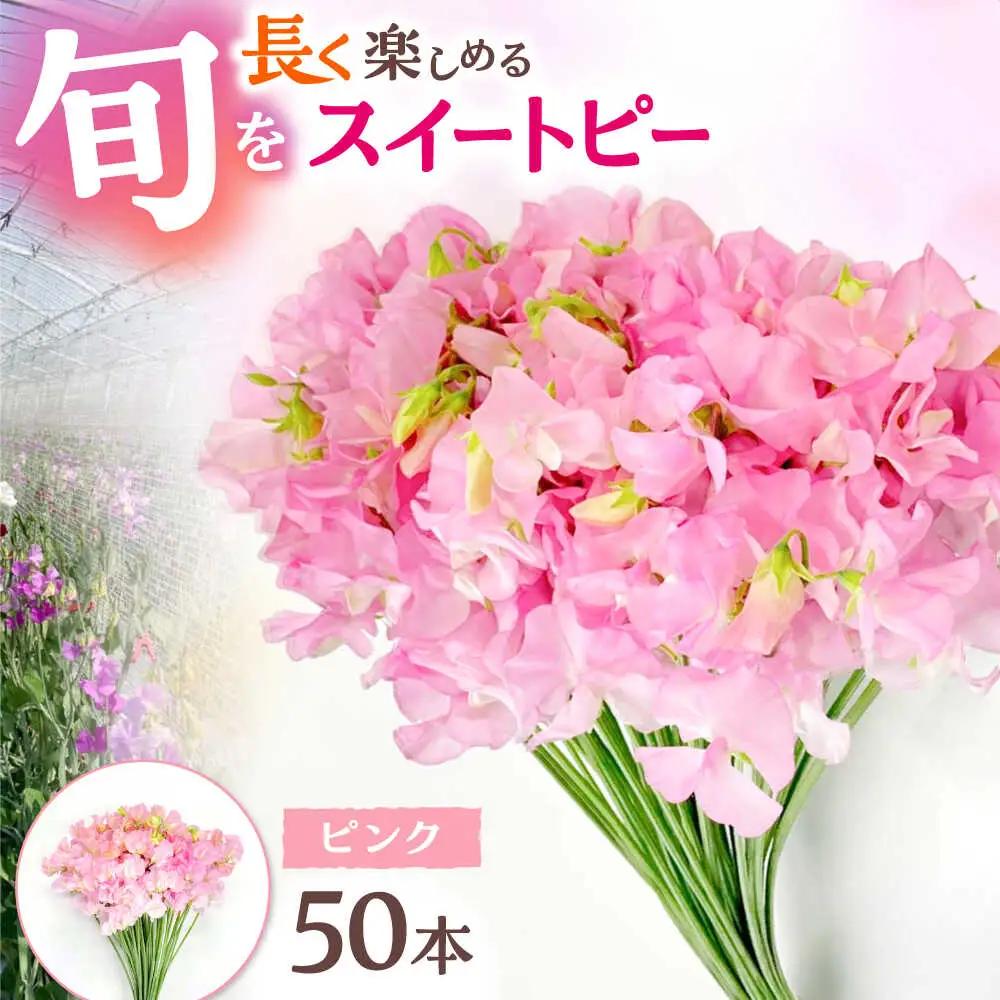 【先行予約 2026年12月～発送】スイートピー 花束 50本（ピンク） / 生花 [IBW002]