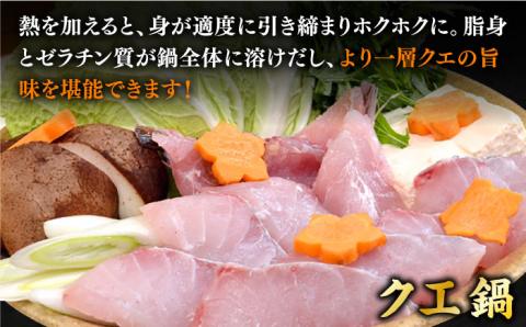 【先行予約】【9月～11月限定】 天然 クエ 丸もの 1本 2～3kg（鍋・刺身4～5人用）【2025年9月以降発送】 《壱岐市》【丸和水産】[JCJ010] 63000 63000円