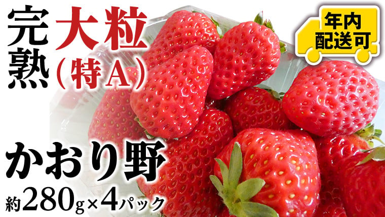 
            【12/15までの申込で年内にお届け！】 完熟 かおり野 約280g×4パック 年内お届け 国産 いちご イチゴ 苺 [BC082sa]
          