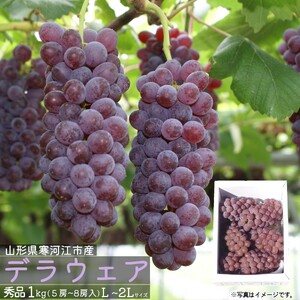 《先行予約》 令和8年産 種なし ぶどう デラウェア 秀品 1kg (L - 2Lサイズ) 山形県産【2026年7月下旬頃から8月上旬頃発送予定】 ※配送不可 沖縄・離島　011-B-CS015