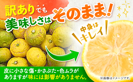 【訳あり】【先行予約】【11月中旬から12月中旬に順次発送】 種なし柚子 約3kg（約45個から65個）ゆず 種無し ユズ 訳あり 家庭用 柚子 種なし 三次市/小さなくだもの畑[APAQ004]