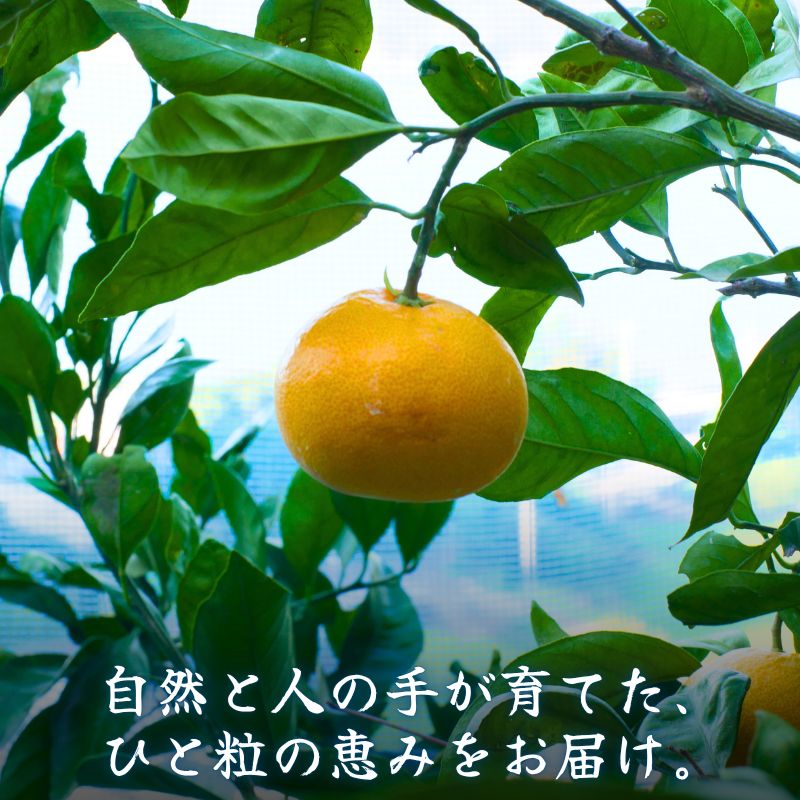 有田みかん 5kg / 和歌山 有田 広川 みかん ミカン 柑橘 果物 くだもの ギフト フルーツ 果実 ※1月上旬～2月下旬頃に順次発送予定【hkt004-p-5】