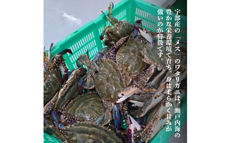 ワタリガニ 冷蔵 ワタリガニ メス 2杯 (約800g) 海鮮 カニ