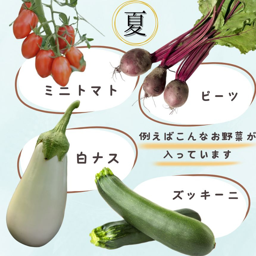 夏・例えばこんなお野菜が入っています