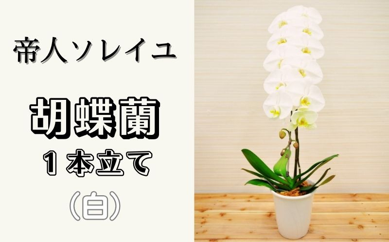 
            大輪 花数13輪以上 胡蝶蘭 1本立て (白)
          