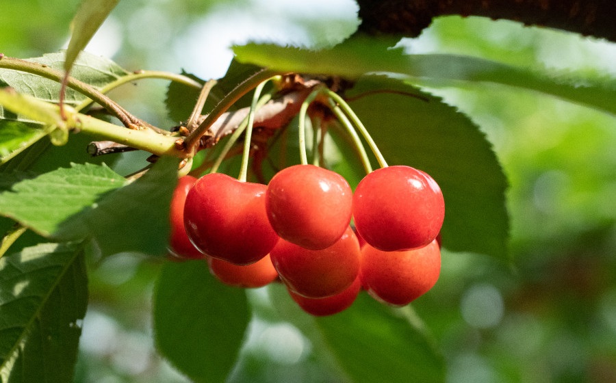 【令和7年産先行予約】 さくらんぼ 紅秀峰 バラ詰め 1kg(500g×2) 山形県 鶴岡市産 榎本菜園 K-763