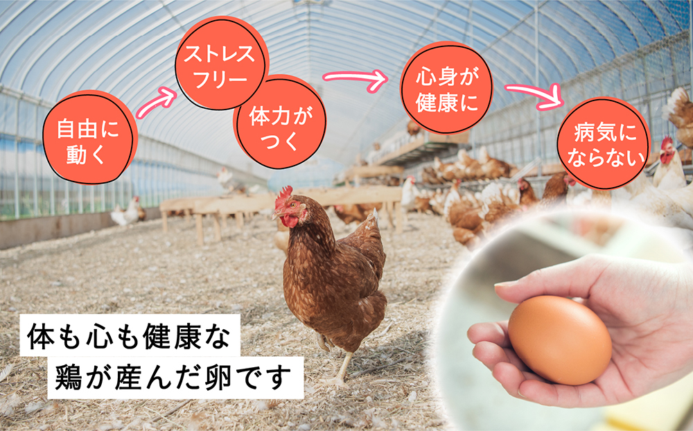 こだわりの無投薬･平飼い有精卵 50個《厚真町》【テンアール株式会社】 たまご 卵 鶏卵 玉子 生卵 平飼い 北海道 定期便  [AXAN010]