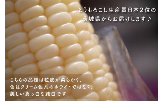 【6月下旬より発送】数量限定 白いおおもの(トウモロコシ)2kg とうもろこし トウモロコシ コーン 生 産地直送 野菜 やさい 夏野菜 甘い 糖度 真っ白 純白 期間限定 水戸市 茨城県（AY-5）
