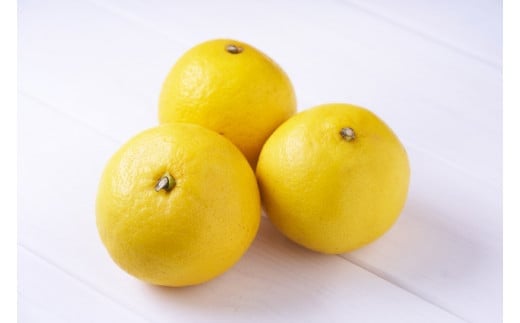 柑橘の鬼　さわやかな果実!ニューサマーオレンジ5.5kg＜D56-35＞【1383235】