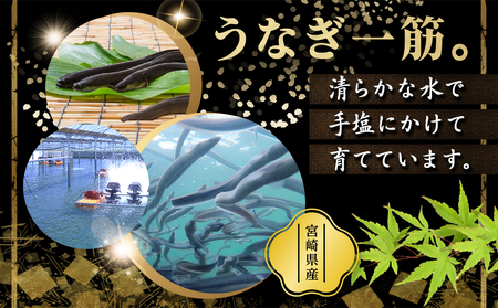 宮崎県育ちのうなぎ蒲焼2尾300g以上≪山椒・たれ付≫_13-M301_(都城市) うなぎ蒲焼(有頭) 宮崎県産 真空 山椒・たれ付