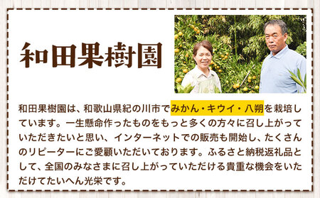 ご家庭用 温州みかん 10kg (S～Lサイズ混合) 和田果樹園《11月上旬-2月上旬頃出荷》 和歌山県 紀の川市 みかん ミカン 果物 フルーツ 温州みかん ご家庭用 送料無料