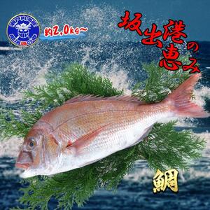 [下処理なし]≪瀬戸内海産≫朝1番水揚げされた天然真鯛を直送致します。［特大サイズ］