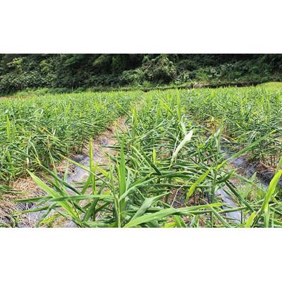 ふるさと納税 江津市 有機生姜パウダーセット(30g×3袋)(無添加) |  | 02