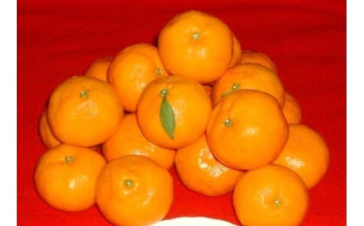 紀州有田みかん 約10kg 2Lサイズ(大玉)［SL44］