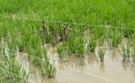 合鴨農法米あきたこまち　玄米5kg お米 あきたこまち 