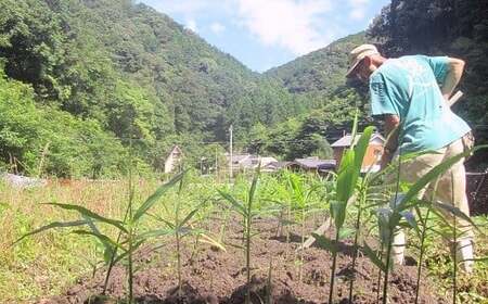 自然の力だけで育てた、こだわり農法の生姜（水洗い600g）高知県黒潮町産［1101］