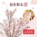 【ふるさと納税】啓翁桜12本【1464588】