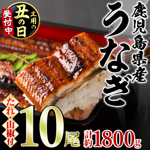 【0634364a-2607】＜土用丑の日までにお届け＞東串良町のうなぎ蒲焼(無頭)(10尾・計約1,800g・タレ、山椒付)うなぎ 高級 ウナギ 鰻 国産 蒲焼 蒲焼き たれ 鹿児島 ふるさと 人気【アクアおおすみ】