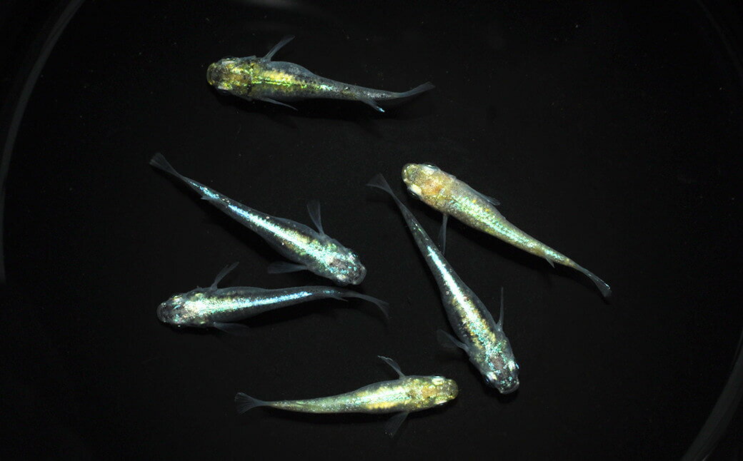 【ふるさと納税】0010-070～0030-003　メダカ「緑光」（1～3ペア）