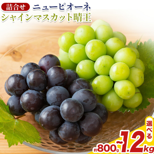 【先行予約】 岡山県産 シャインマスカット「晴王」とニューピオーネ 選べる L～3L 計800g～1.2kg 株式会社はちや《8月下旬‐9月下旬頃頃出荷》岡山県 浅口市 ぶどう 葡萄 フルーツ ギフト 果物 デザート 国産 送料無料【配送不可地域あり】