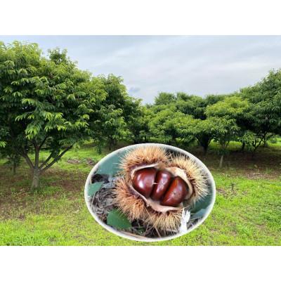 ふるさと納税 山鹿市 熊本県山鹿和栗(1kg) |  | 01