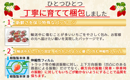 ＜高級いちご「おおきみ」（9～12粒×1パック約380g以上）化粧箱入り＞2025年1月上旬～4月末迄に順次出荷【 いちご イチゴ 苺 先行予約 甘い 大きい 果物 フルーツ 季節物 】【a0283_